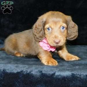 Alice- mini, Dachshund Puppy